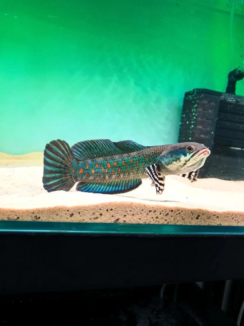 有哪些雷龍魚品種發(fā)色效果最佳，發(fā)色效果最佳的雷龍魚品種