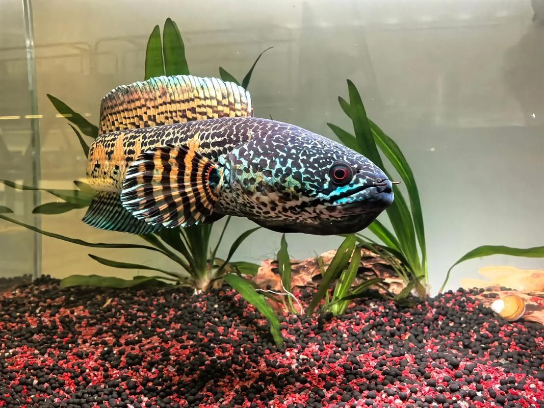 有哪些雷龍魚品種發(fā)色效果最佳，發(fā)色效果最佳的雷龍魚品種