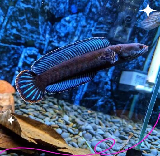 有哪些雷龍魚品種發(fā)色效果最佳，發(fā)色效果最佳的雷龍魚品種