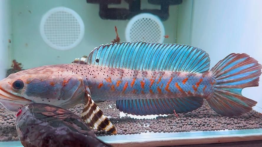 有哪些雷龍魚品種發(fā)色效果最佳，發(fā)色效果最佳的雷龍魚品種