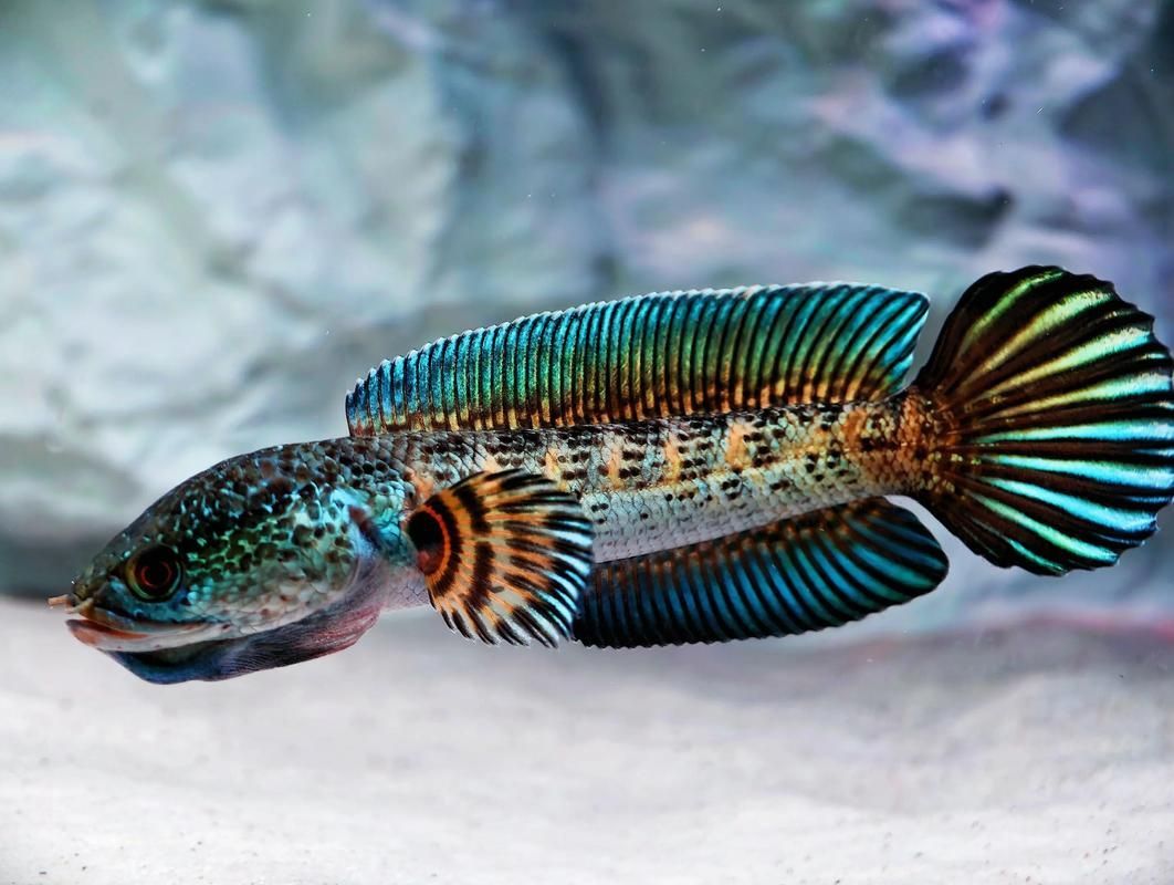 有哪些雷龍魚品種發(fā)色效果最佳，發(fā)色效果最佳的雷龍魚品種