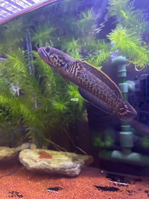 有哪些雷龍魚品種發(fā)色效果最佳，發(fā)色效果最佳的雷龍魚品種