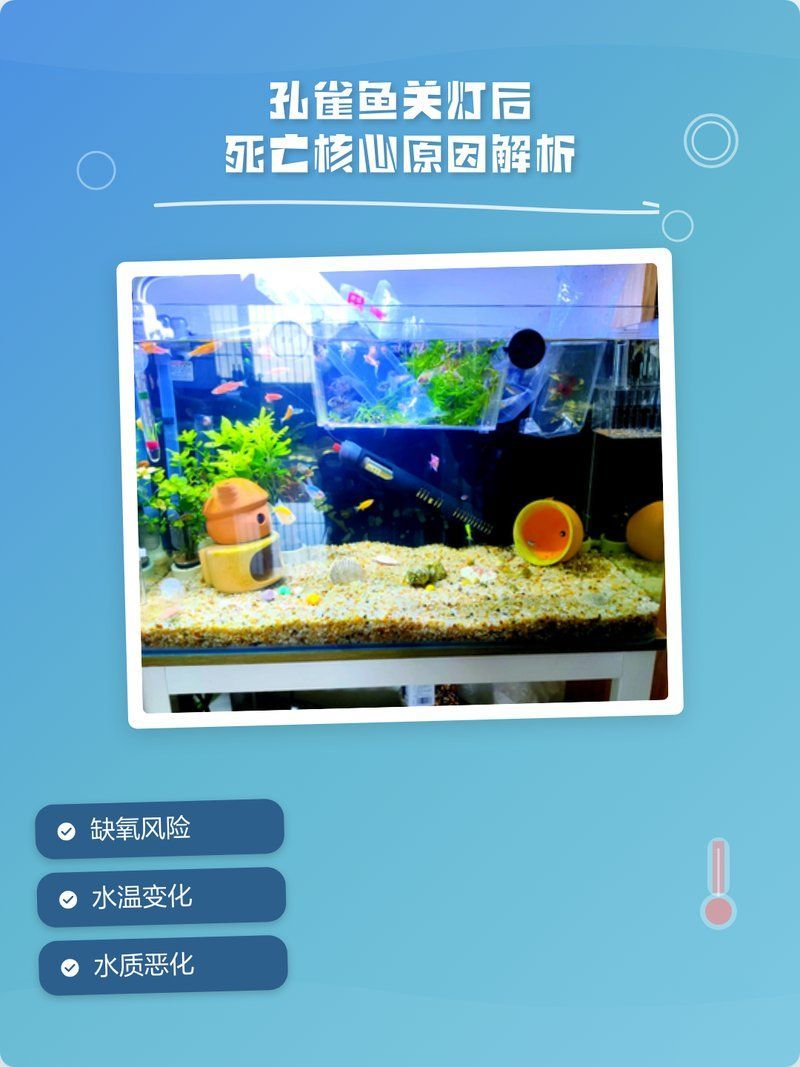孔雀魚一到晚上關燈后就死，養魚新手必看孔雀魚關燈后死亡核心原因解析魚悅媽咪缸藝