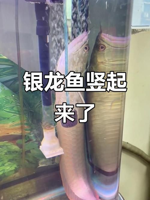 給我一些養銀龍魚的圖片示例，銀龍魚養殖銀龍魚的注意事項，養殖銀龍魚的注意事項