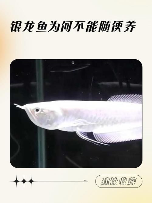 給我一些養銀龍魚的圖片示例，銀龍魚養殖銀龍魚的注意事項，養殖銀龍魚的注意事項