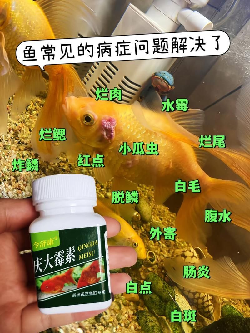 給我一些預防銀龍魚潰爛的照片或視頻，如何預防銀龍魚潰爛