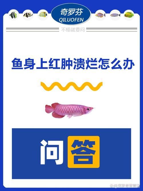 給我一些預防銀龍魚潰爛的照片或視頻，如何預防銀龍魚潰爛