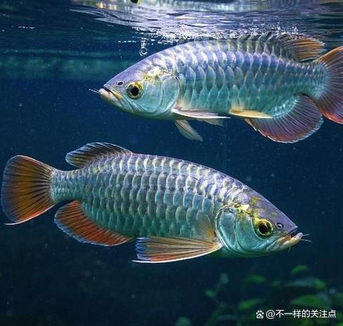 給我一些昌黎龍魚養殖的圖片，“昌黎龍魚養殖”公開信息展開，給我一些昌黎龍魚養殖的圖片