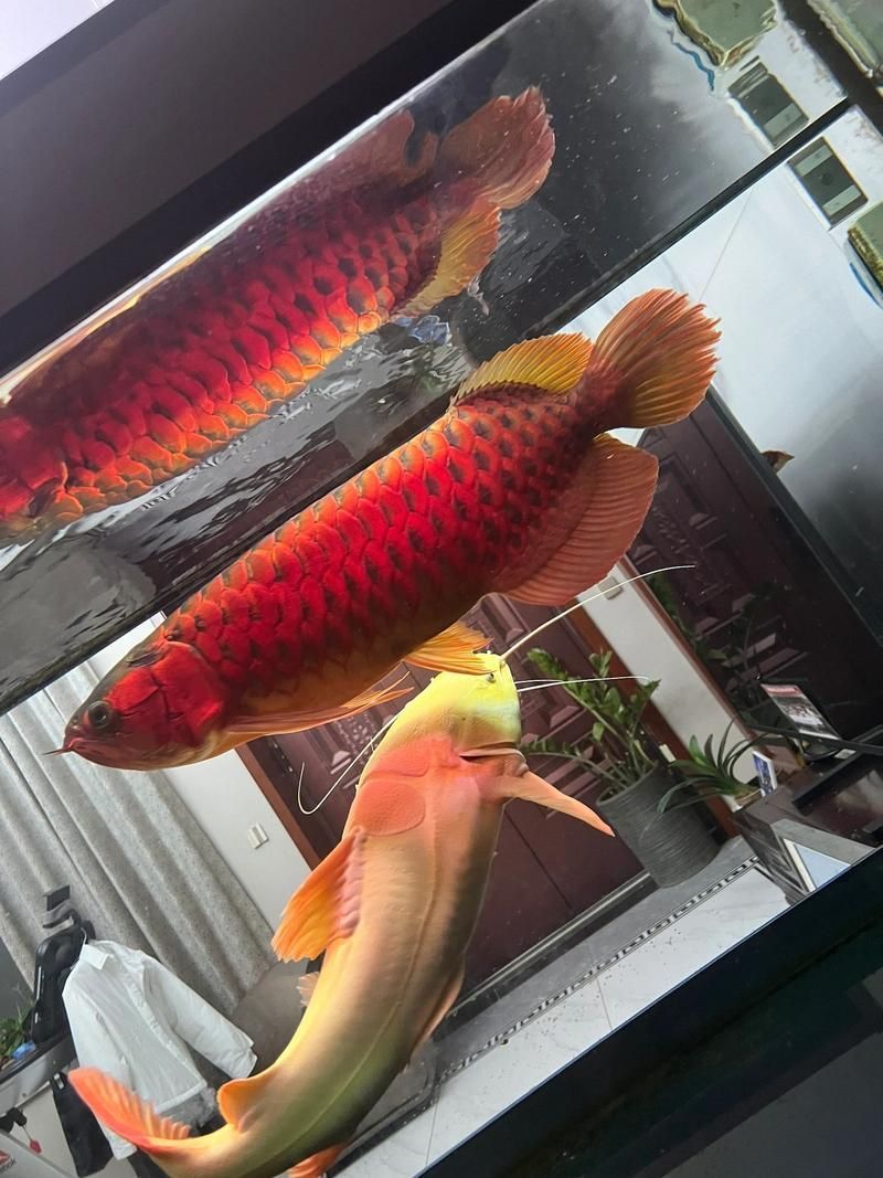 給我一些昌黎龍魚養殖的圖片，“昌黎龍魚養殖”公開信息展開，給我一些昌黎龍魚養殖的圖片
