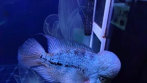 如何判斷魚是否恢復健康，如何判斷魚是否恢復健康需要多久才能完全恢復健康
