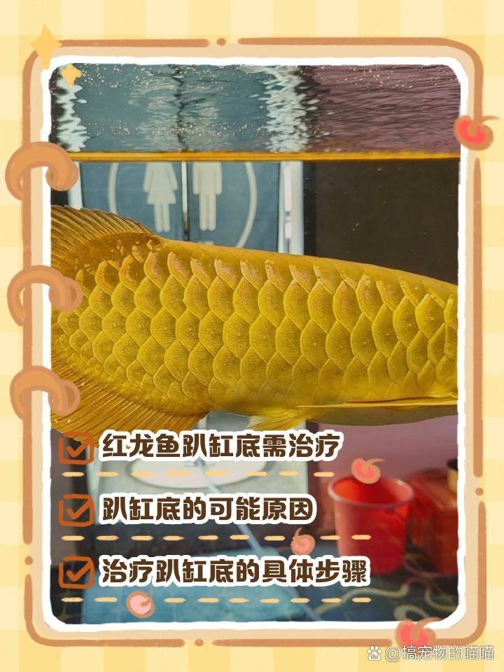 紅龍趴缸多久會恢復正常，如何判斷紅龍魚趴缸是否嚴重