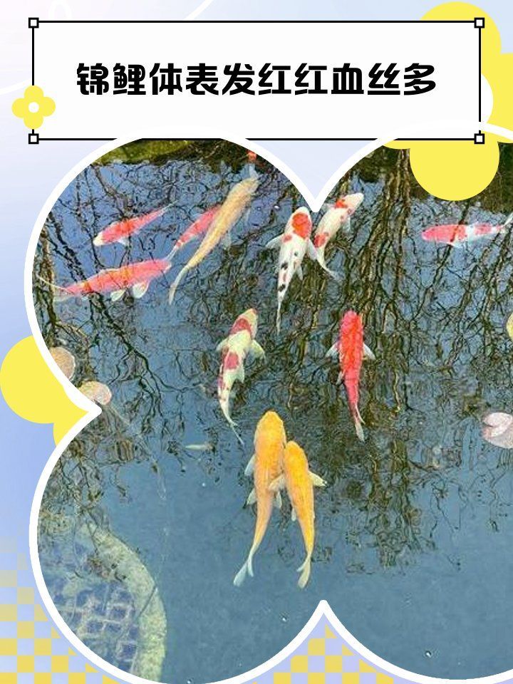 魚鱗變紅滲血能活多久