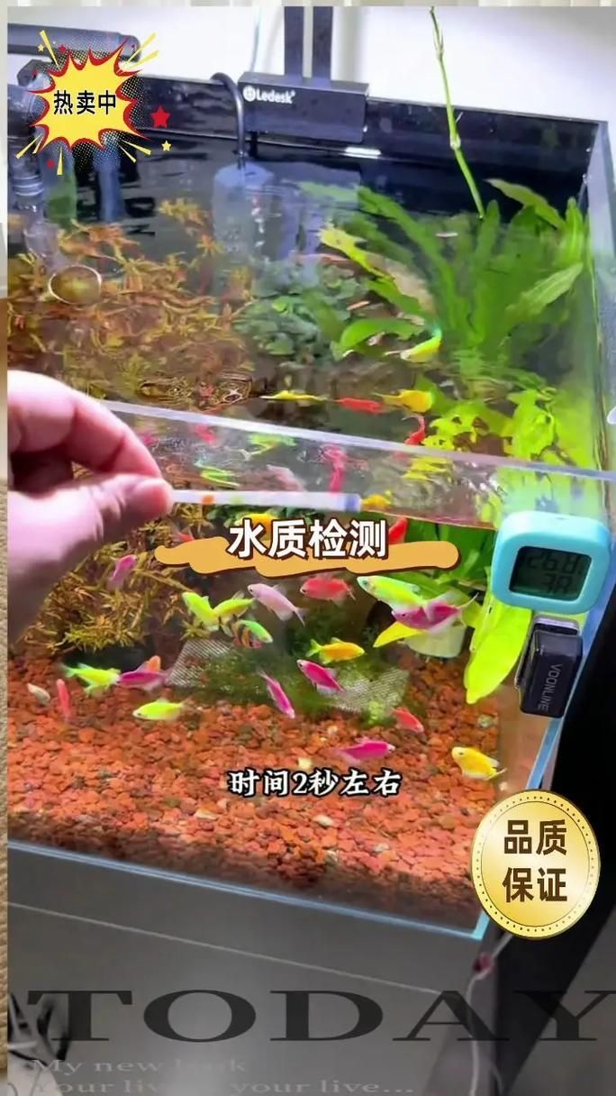如何預防金魚爛尾巴潰爛，金魚爛尾巴潰爛的科學預防
