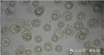 如何判斷魚虱感染程度，arxiv論文助手魚虱感染程度判斷魚虱感染程度