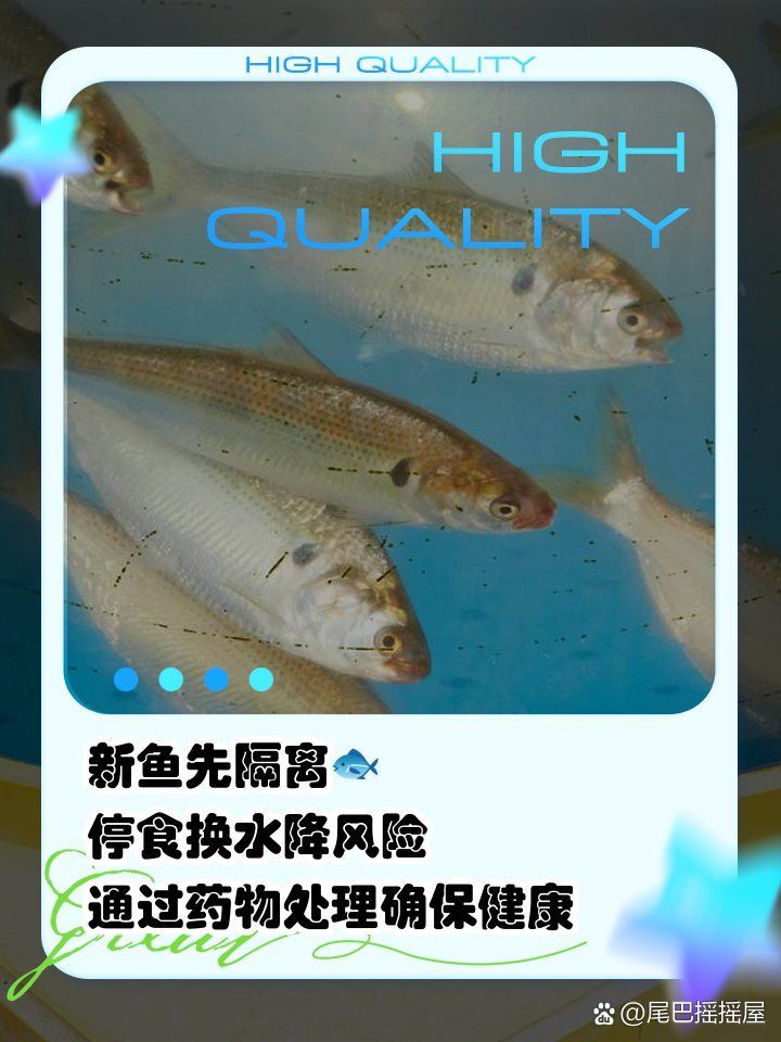 如何預(yù)防龍魚交叉感染，如何預(yù)防龍魚交叉感染預(yù)防龍魚交叉感染需從隔離檢疫、水質(zhì)管理、混養(yǎng)策略和增強免疫力