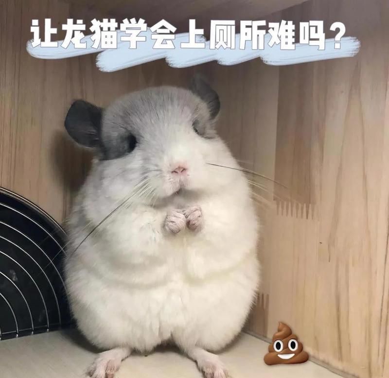 有哪些龍貓排便訓(xùn)練工具，龍貓排便訓(xùn)練工具