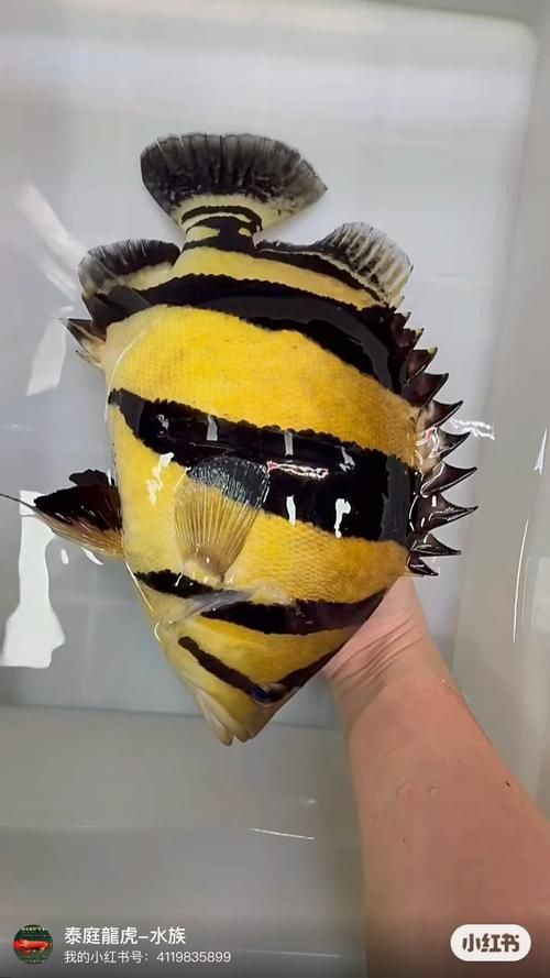 如何區分不同品種的虎魚？，如何區分不同品種的虎皮魚（datnioidesspp.）