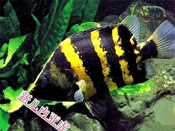 如何區(qū)分不同品種的虎魚(yú)？，如何區(qū)分不同品種的虎皮魚(yú)（datnioidesspp.）