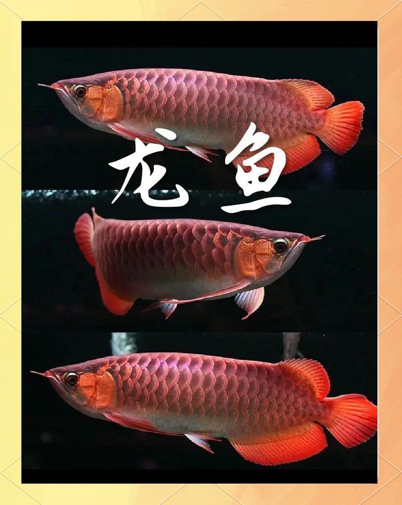 哪個網站的龍魚種類最多？，龍魚之巔、龍魚之巔、龍魚之巔、龍魚之巔、龍魚之巔、龍魚之巔