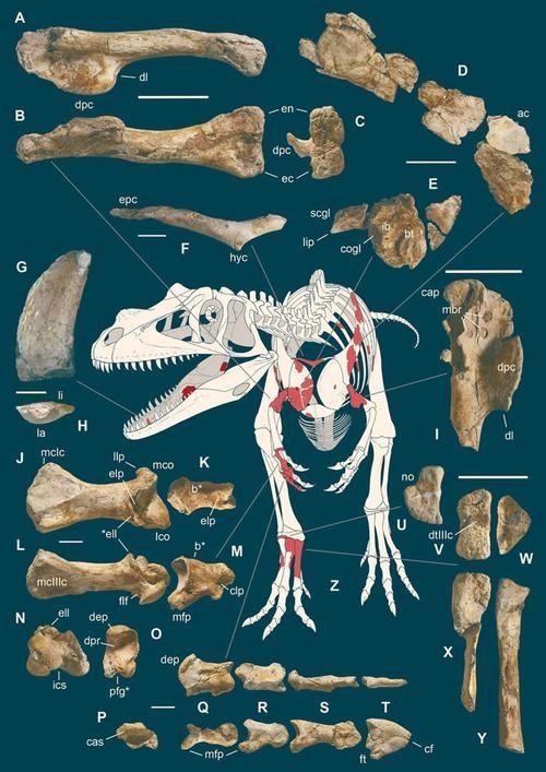 薩爾圖龍魚有哪些獨特的特征？，薩爾圖龍魚（saltriovenatorzanellai）