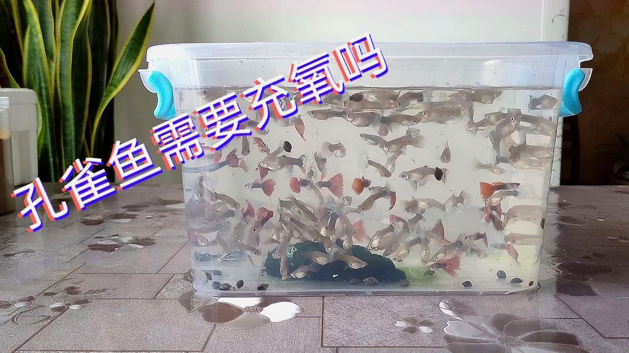 如何判斷孔雀魚是否缺氧，如何判斷孔雀魚是否缺氧孔雀魚缺氧時如何急救