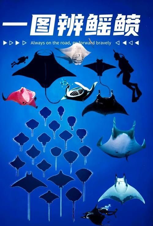 有沒有更多魟魚的圖片？，探索魟魚的多樣性與獨特魅力