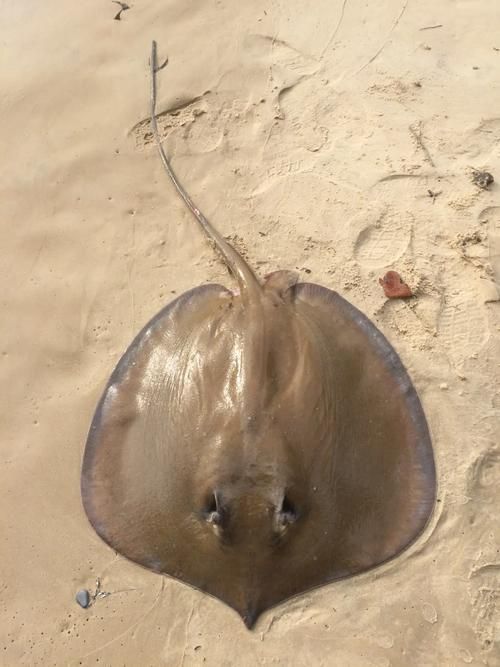 有沒有更多魟魚的圖片？，探索魟魚的多樣性與獨特魅力