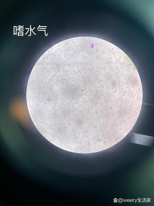 壓養龍魚會有什么健康風險？