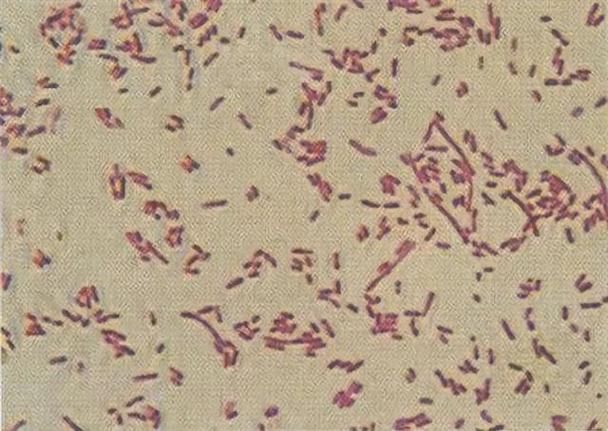 壓養龍魚會有什么健康風險？