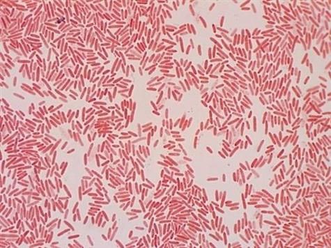 壓養龍魚會有什么健康風險？