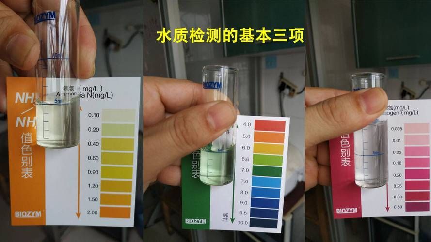 壓養龍魚會有什么健康風險？