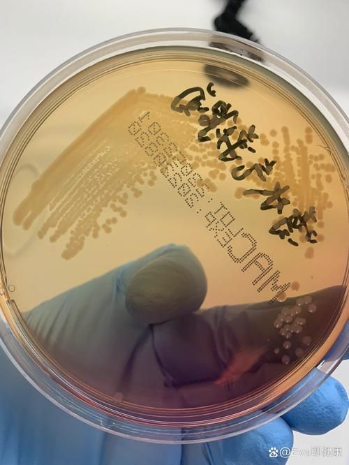 壓養龍魚會有什么健康風險？