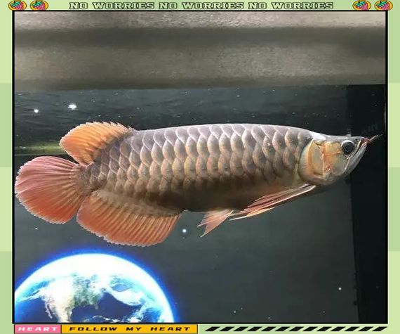 給我一些龍魚頭型的對比圖片，龍魚頭型鑒別指南