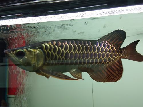 立達金龍魚有哪些型號？，立達金龍魚品種鑒賞指南，