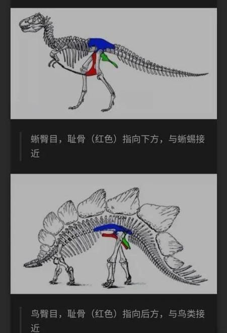 貴陽龍魚的六角結構有何功能？，關于貴陽龍魚的六角結構功能