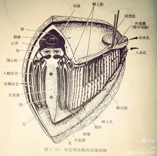 貴陽龍魚的六角結(jié)構(gòu)有何功能？，關(guān)于貴陽龍魚的六角結(jié)構(gòu)功能