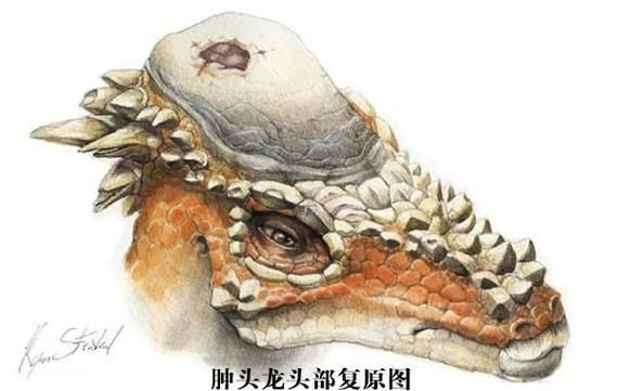貴陽龍魚的六角結(jié)構(gòu)有何功能？，關(guān)于貴陽龍魚的六角結(jié)構(gòu)功能