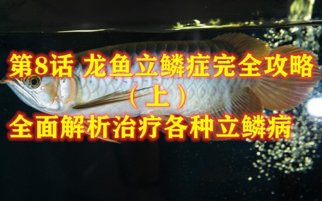 哪種治療方法對(duì)龍魚(yú)立鱗最有效？，龍魚(yú)立鱗最有效的治療方案是“升溫+下鹽+下鹽+改善水質(zhì)”