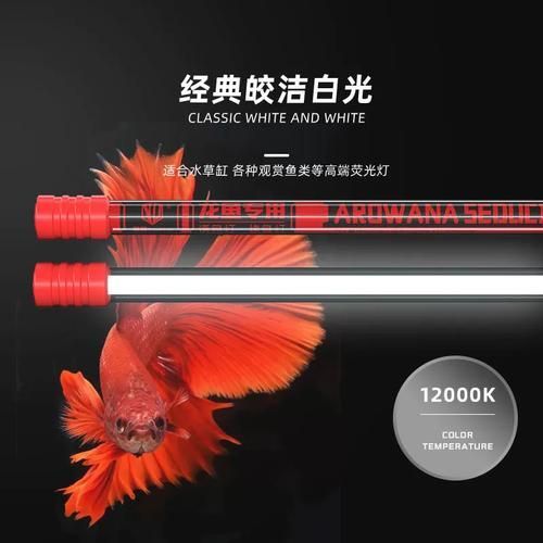 紅龍專用照明設備推薦，紅龍專用照明設備推薦摘要