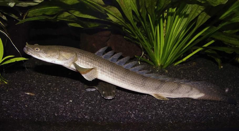 如何區(qū)分不同品種的恐龍魚？，多鰭魚目（polypteriformes）魚目（polypteriformes）