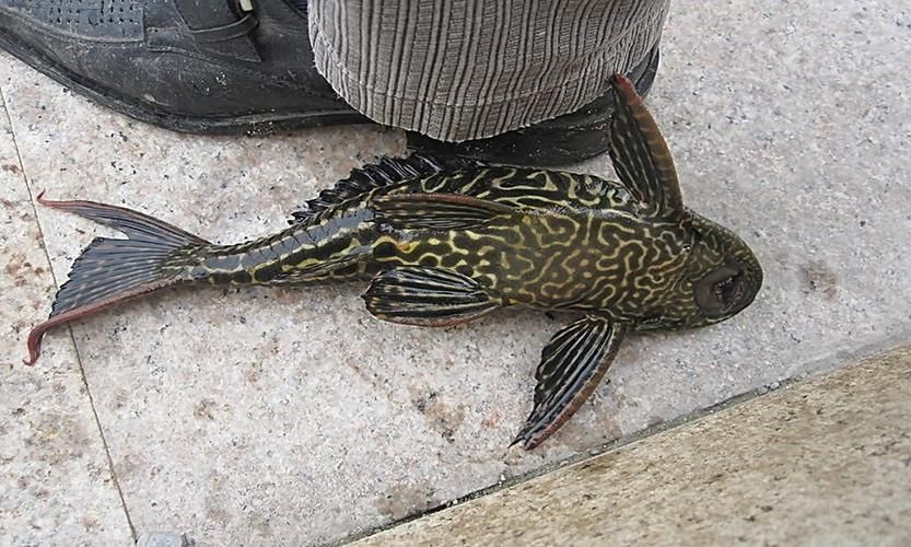 如何區分不同品種的恐龍魚？，多鰭魚目（polypteriformes）魚目（polypteriformes）