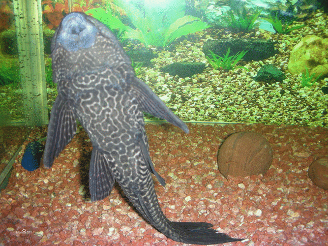 如何區分不同品種的恐龍魚？，多鰭魚目（polypteriformes）魚目（polypteriformes）
