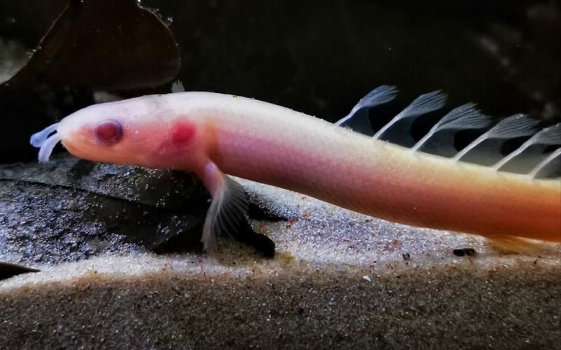 如何區(qū)分不同品種的恐龍魚？，多鰭魚目（polypteriformes）魚目（polypteriformes）