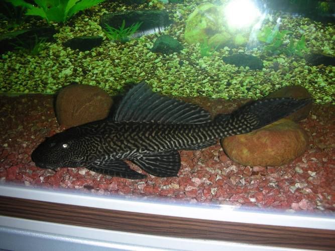 如何區分不同品種的恐龍魚？，多鰭魚目（polypteriformes）魚目（polypteriformes）