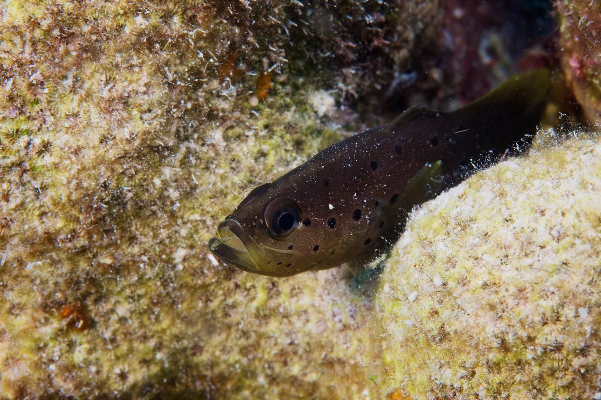 如何區分不同品種的恐龍魚？，多鰭魚目（polypteriformes）魚目（polypteriformes）