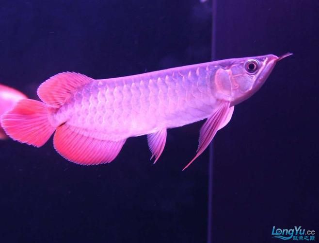 泗水紅龍魚有哪些品種？，泗水紅龍魚哪個品種最受歡迎泗水紅龍魚哪個品種最受歡迎