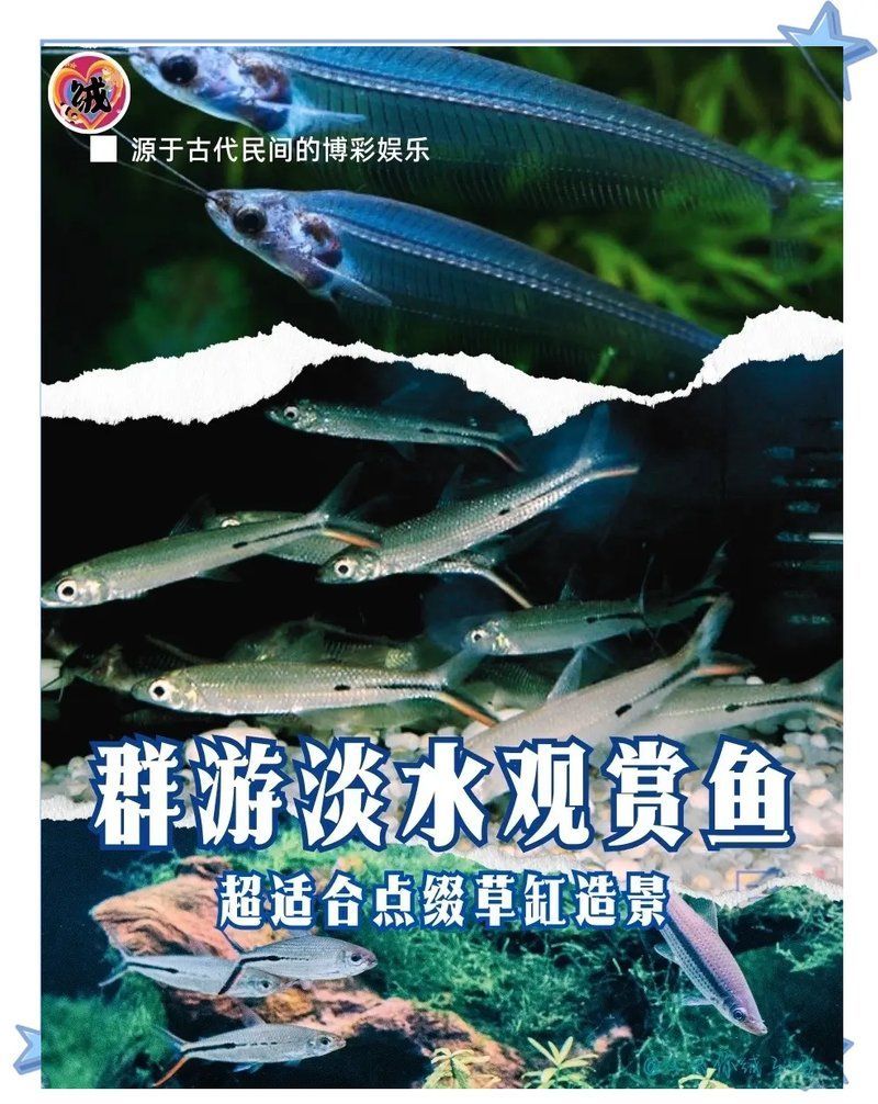 給我推薦一些適合草缸的淡水魚，小型草缸養殖與養殖