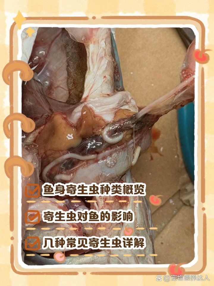 魚虱寄生會導致哪些并發癥，魚虱寄生會導致哪些并發癥魚虱寄生會導致哪些并發癥