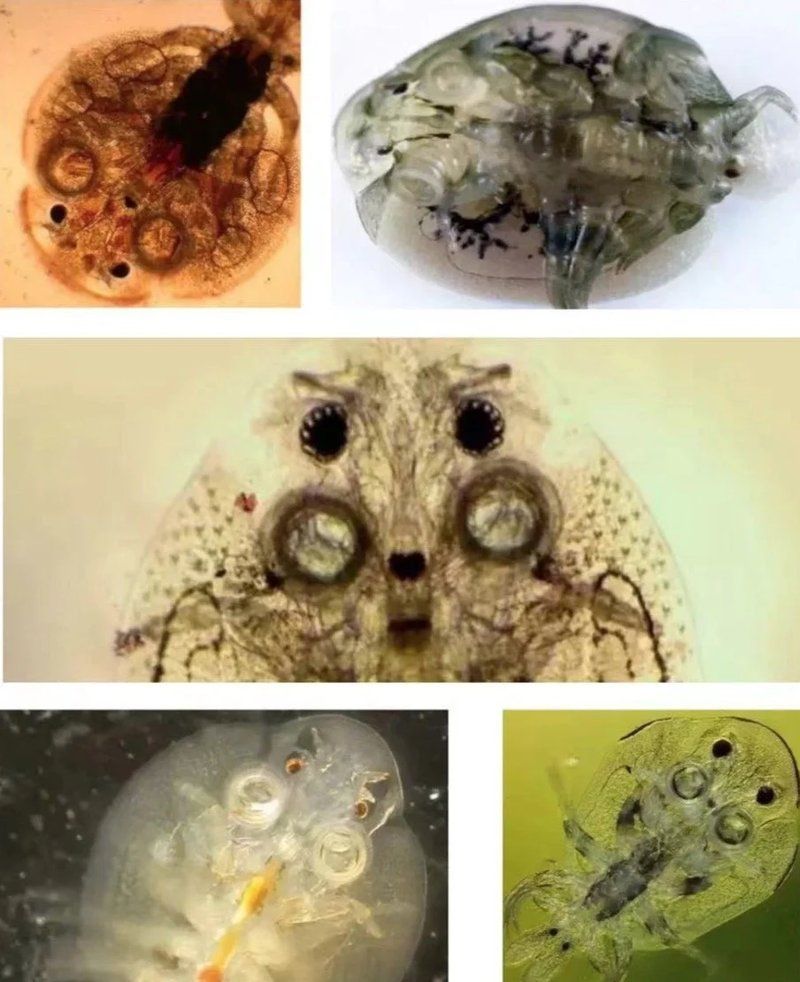 魚虱寄生會導致哪些并發癥，魚虱寄生會導致哪些并發癥魚虱寄生會導致哪些并發癥