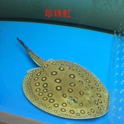 白子黑帝王魟魚的價(jià)格是多少？，白子黑帝王魟魚價(jià)格是多少？